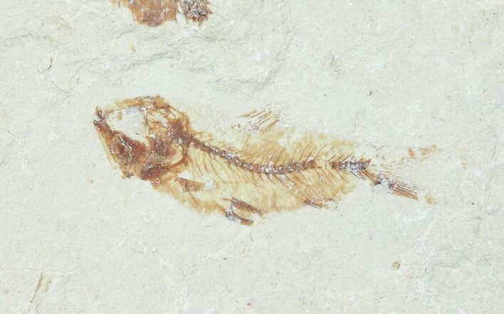 Bargain, Cretaceous Fossil Fish - Lebanon #70010